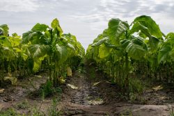 Image of tobacco field rows.