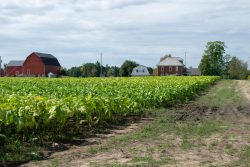 Image of a field of green tobacco plants with a farm and a farm house in the distance.